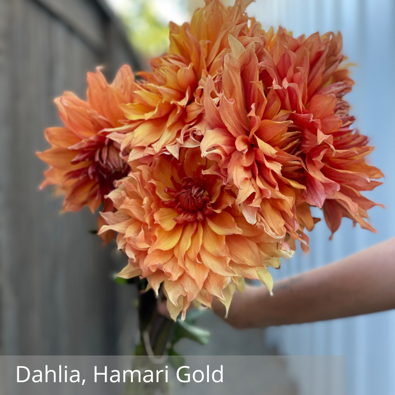 Dahlia, Hamari Gold.png