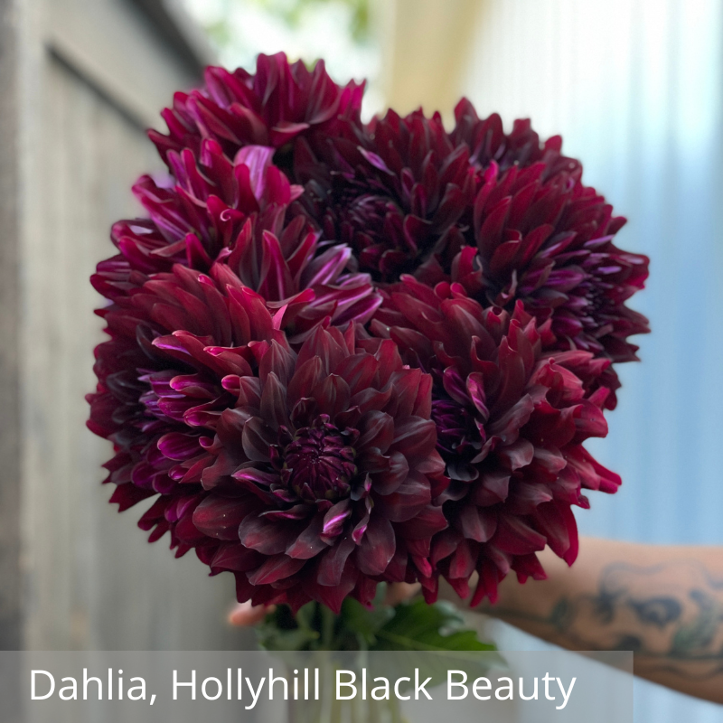 Dahlia, Hollyhill Black Beauty.png