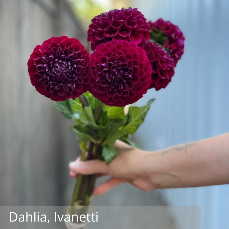 Dahlia, Ivanetti.png