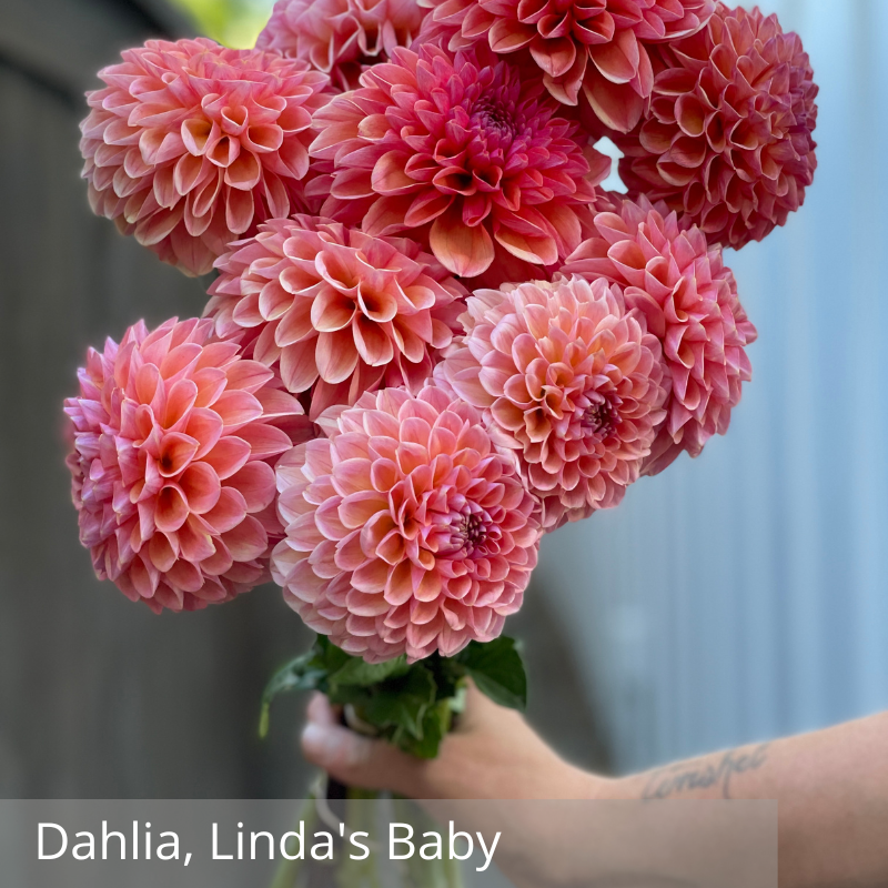 Dahlia, Linda's Baby.png