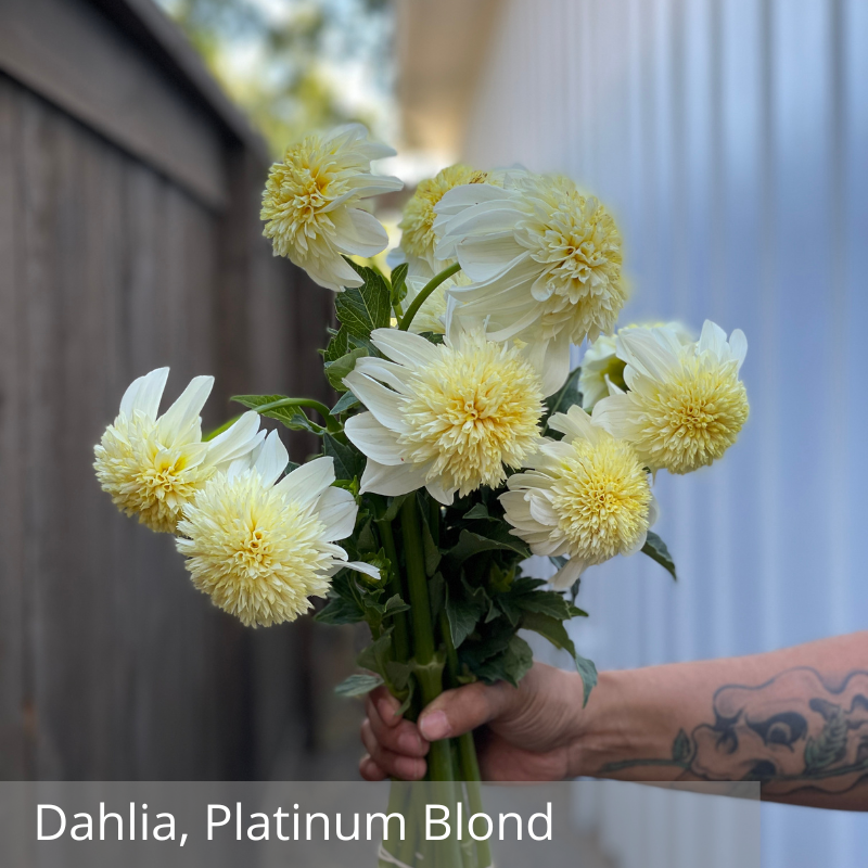 Dahlia, Platinum Blond.png