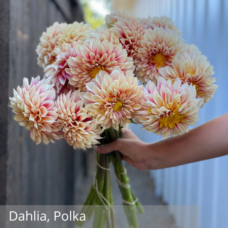 Dahlia, Polka.png