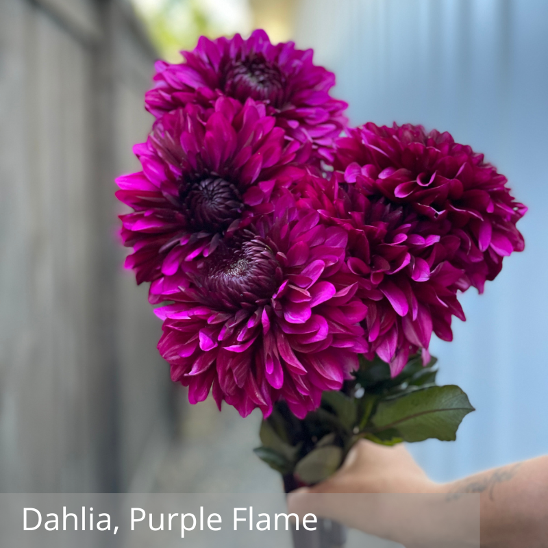 Dahlia, Purple Flame.png