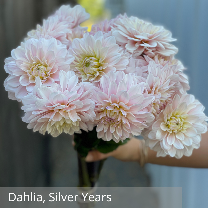 Dahlia, Silver Years.png