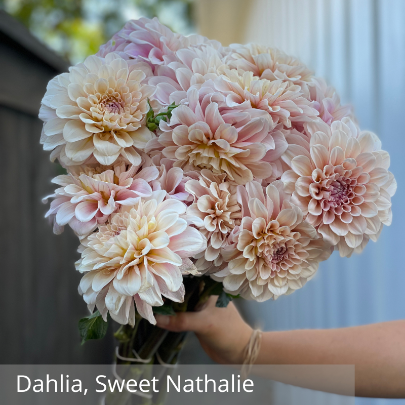 Dahlia, Sweet Nathalie.png