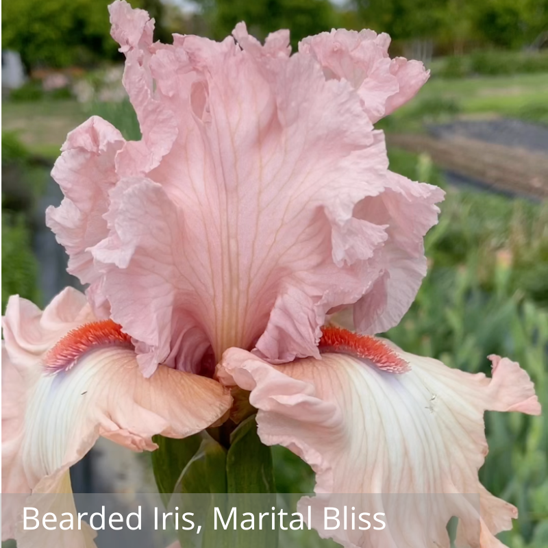 Iris, Marital Bliss.png