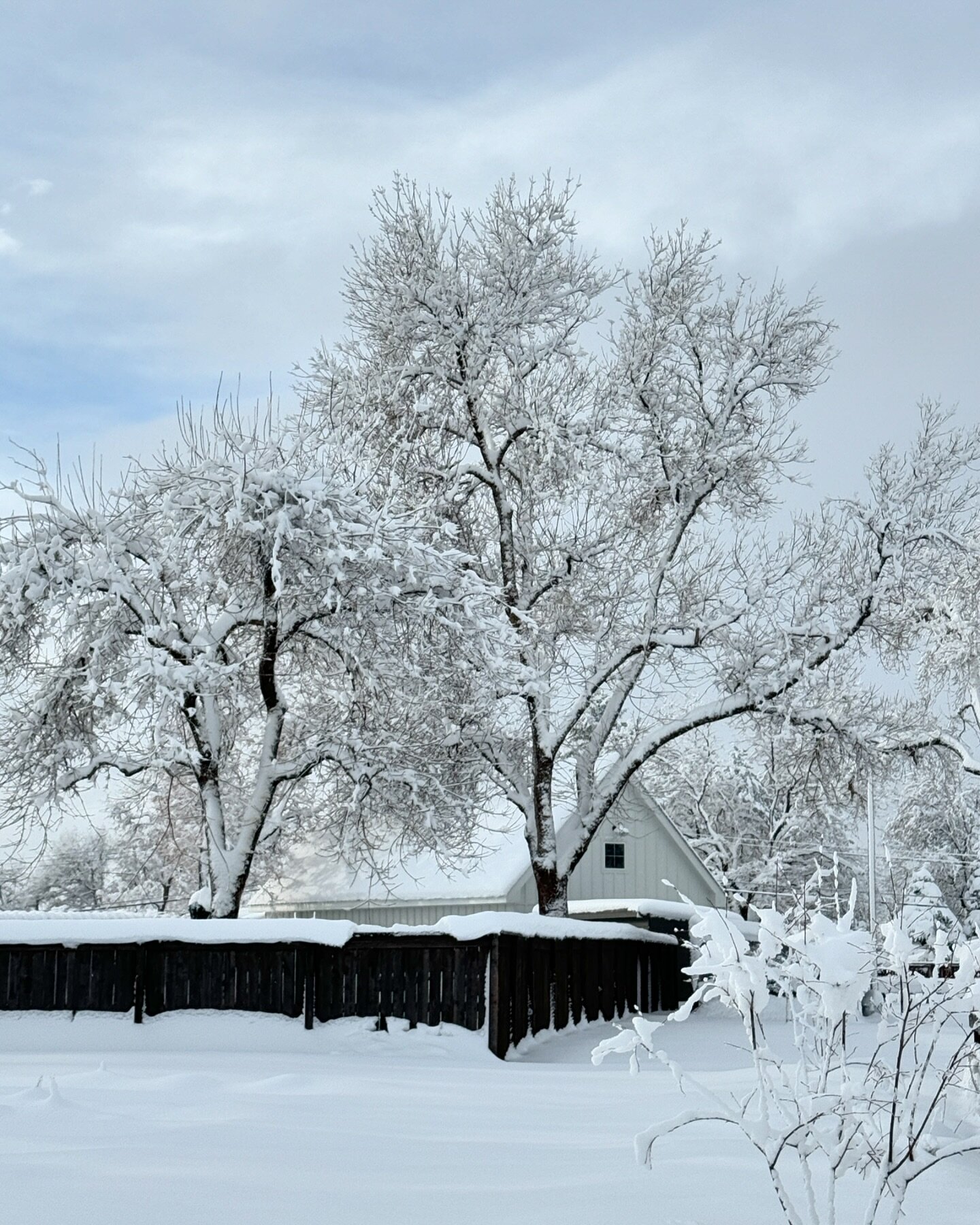 We experienced a massive spring snowstorm yesterday and today when the sun came out the snow on the trees was magical. The weight of 19&rdquo; of wet snow almost collapsed our chicken coop but it also made a pretty cool snow fort for the hens.  #sheg