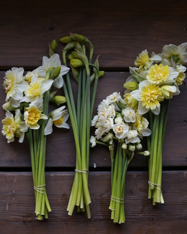 Wow&mdash;it&rsquo;s the first day of spring! How did that happen? While there is still snow on the ground in Colorado I harvested our first daffodils in the greenhouse this morning which feels like a spring celebration! 

Outside in our garden, I ha