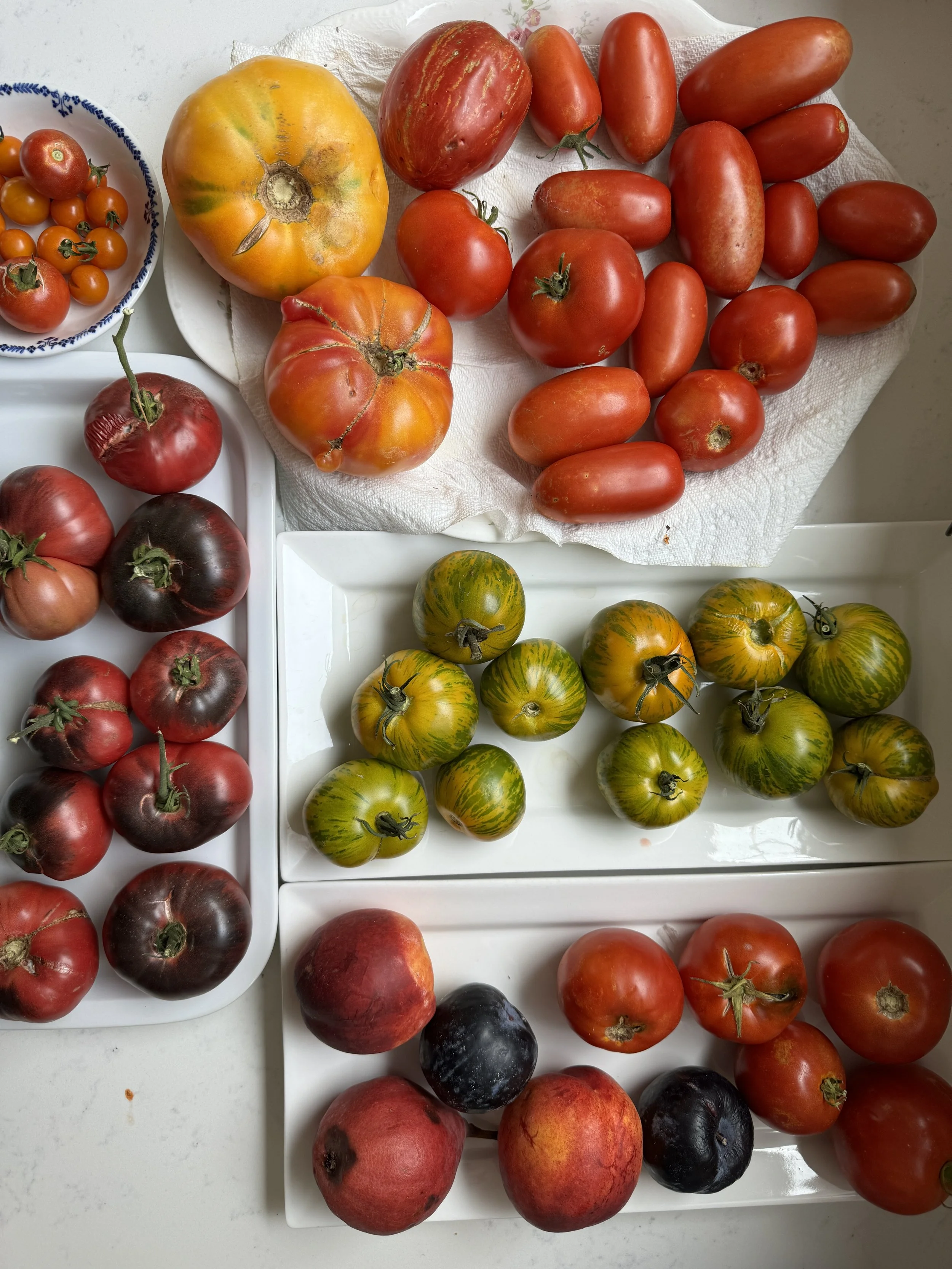 Slow Roasted Garden Tomatoes
