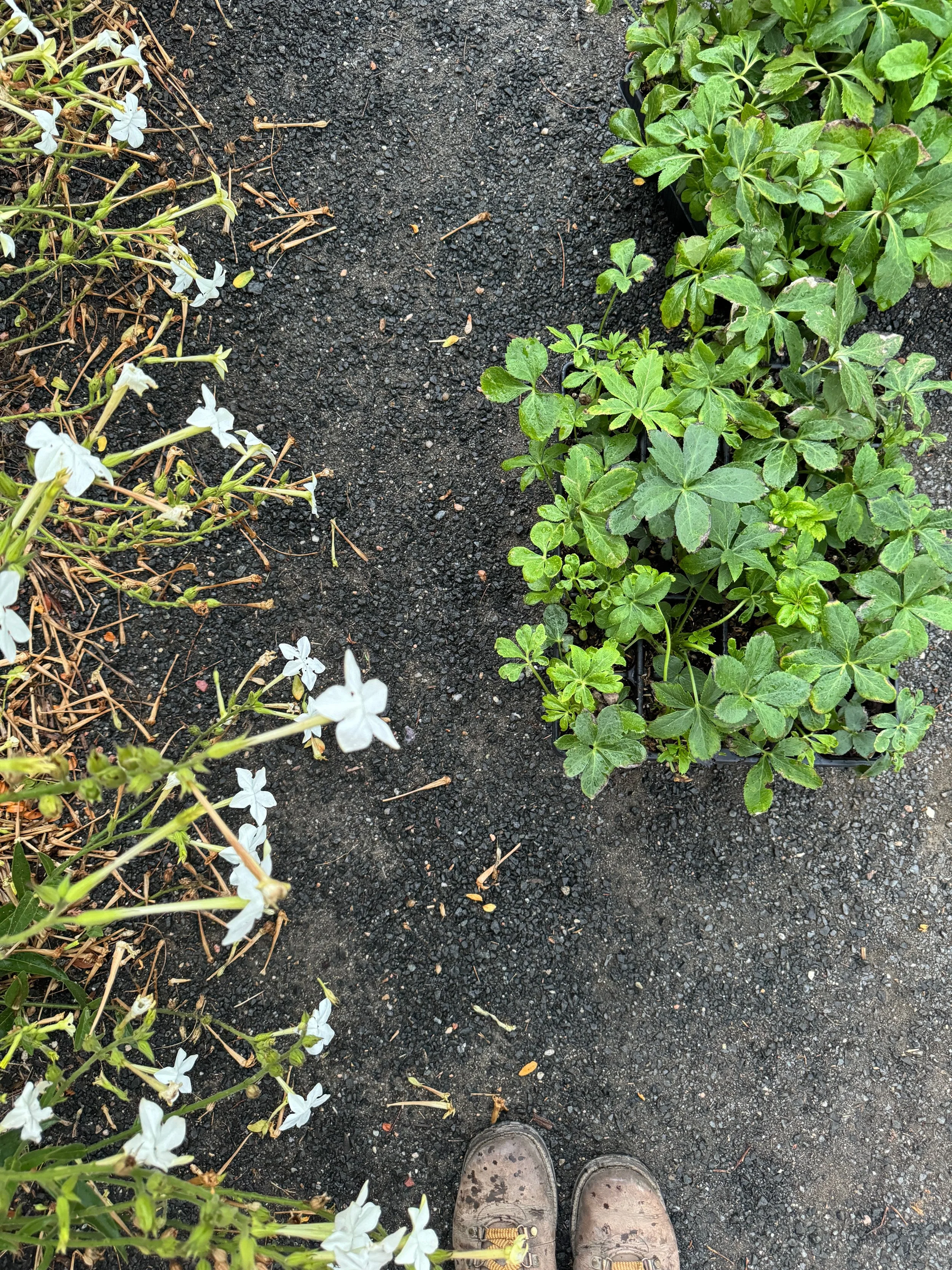 5 ProTips for Fall Gardening