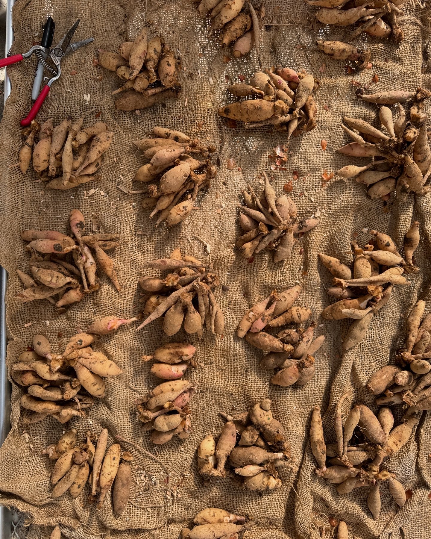Dividing dahlias right now is keeping our hands moving, our community talking, and our minds growing.  We are almost to the end of the 2,000 dahlia clumps in crates, and to the end of our apprenticeship and online class season too. It&rsquo;s bitters