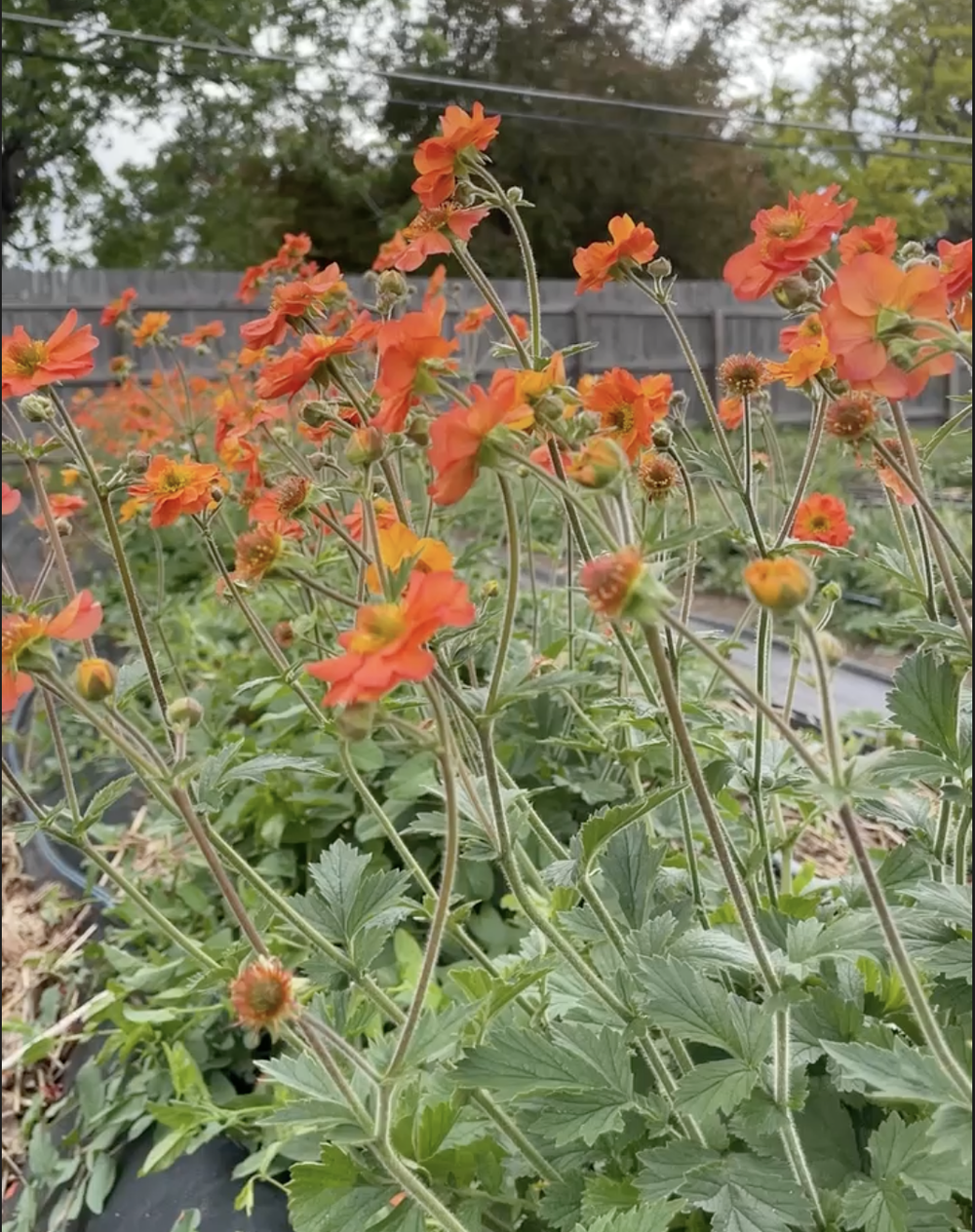 Screenshot 2024-12-01 at 9.10.14 PM.png