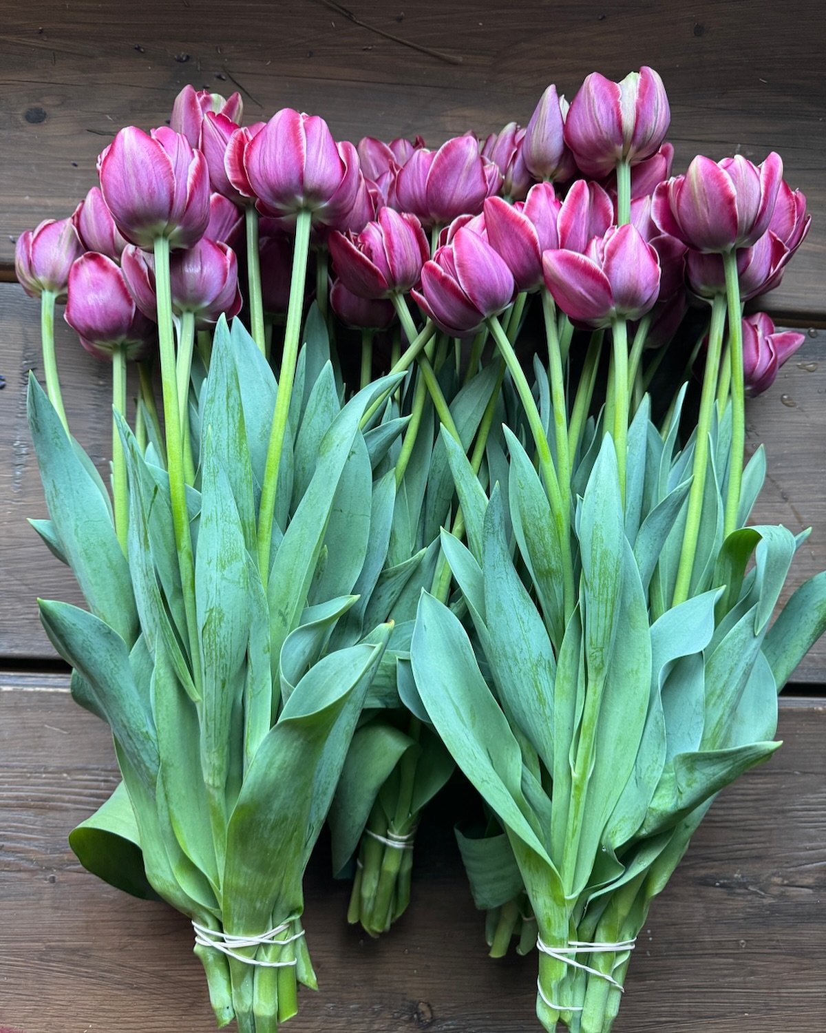 Green and gorgeous gift giving starts now! Fill your home with flowers (or your loved one&rsquo;s) by joining our Flower CSA in 2025! Registration is now open. #shegrows