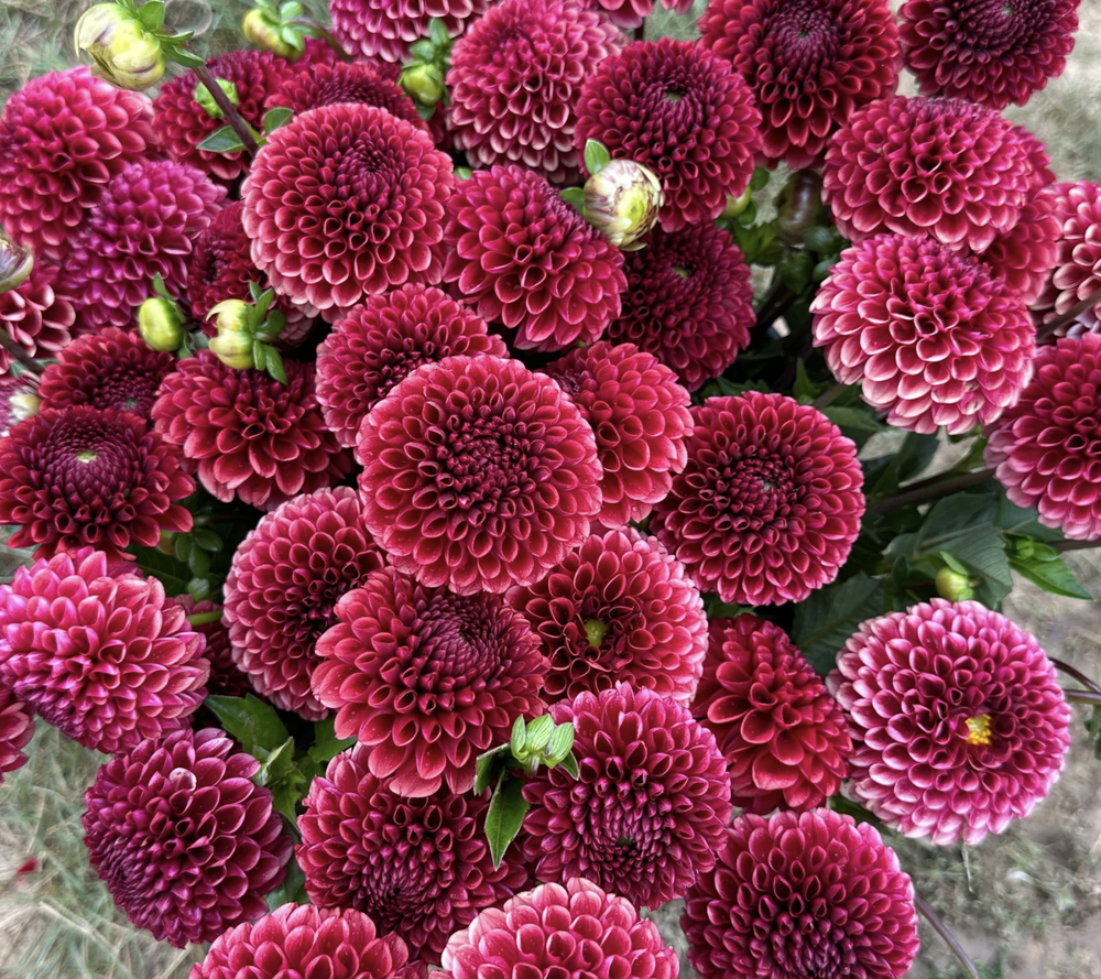 Screenshot 2025-01-25 at 8.32.16 AM.png