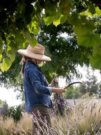 Preserving the summer looks different here but feels the same as caning peaches, freezing tomatoes, or making chili. Walk through lavender season with me and peak at some of the things we are working on. 

Many thanks to Lynn @lynntownsendphotographe
