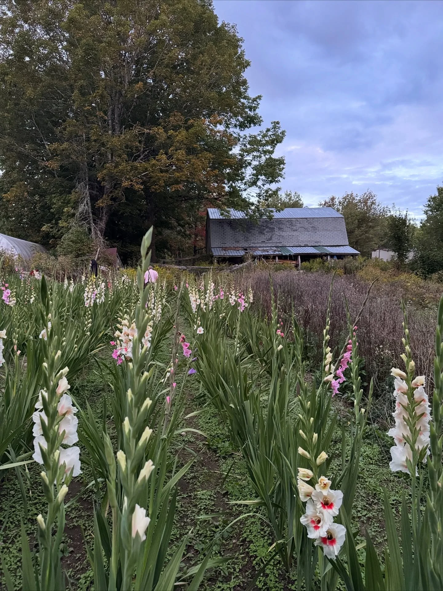 &ldquo;Turn around!&rdquo;, I yelled. 
&ldquo;Now?&rdquo; Maria said. 
&ldquo;Yes!&ldquo; 

If you ever travel with me, be prepared to do U-Turns for any and all farm stands. I&rsquo;m headed to the Common Ground Fair in Maine, one of the biggest agr