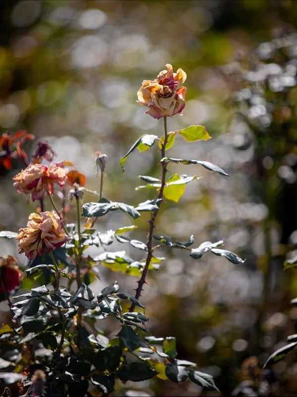 Come walk in the November garden with me. There are stars everywhere if you look close enough&mdash;from roses, to ninebark seed pods, to dried hydrangea flowers. Curious little love notes from the sky. #november #shegrows #garden 

Thank you to @lyn