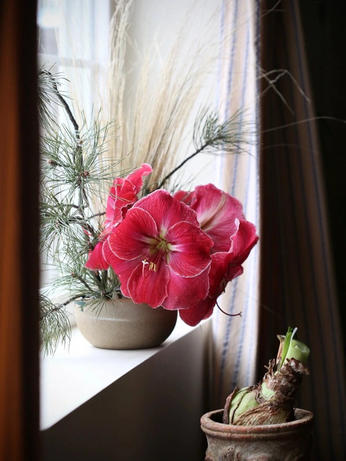 Winter meditation with a few snips from the pine tree outside, grass, and the 3&rsquo; amaryllis that had to be cut. It finally snowed today. Just a dusting but more is in the forecast. The spring flowers will be happy.

Especially in the hardest of 