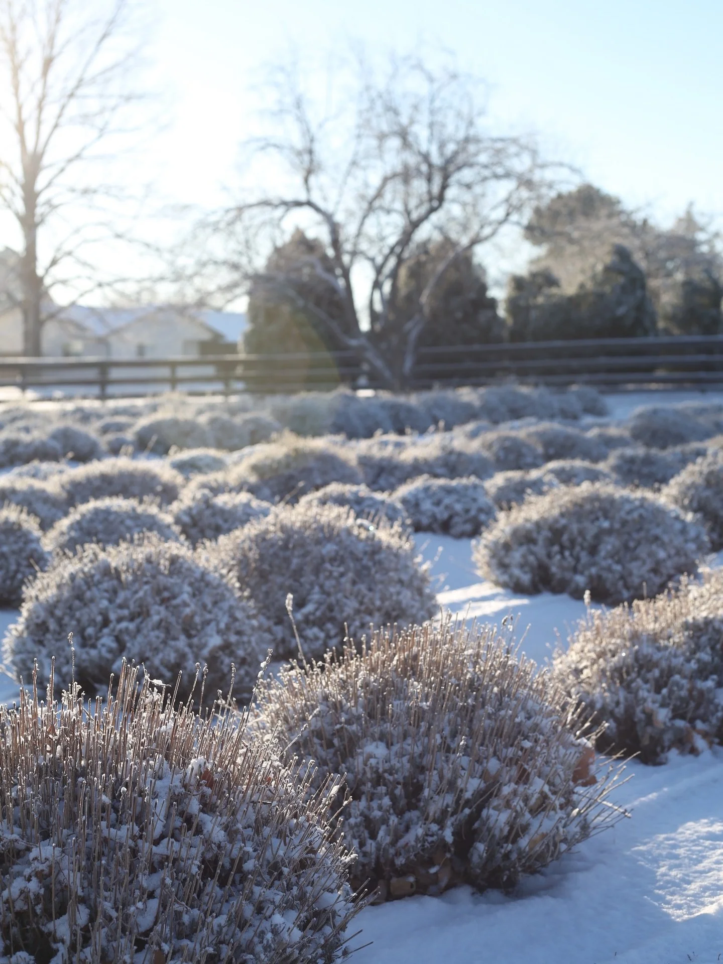 We&rsquo;ve been faced with some big questions and I&rsquo;m not quite ready to share but walking around the garden always helps. It&rsquo;s where my nervous system calms down and whispers from the future seem to find me.  Here are some photos from m