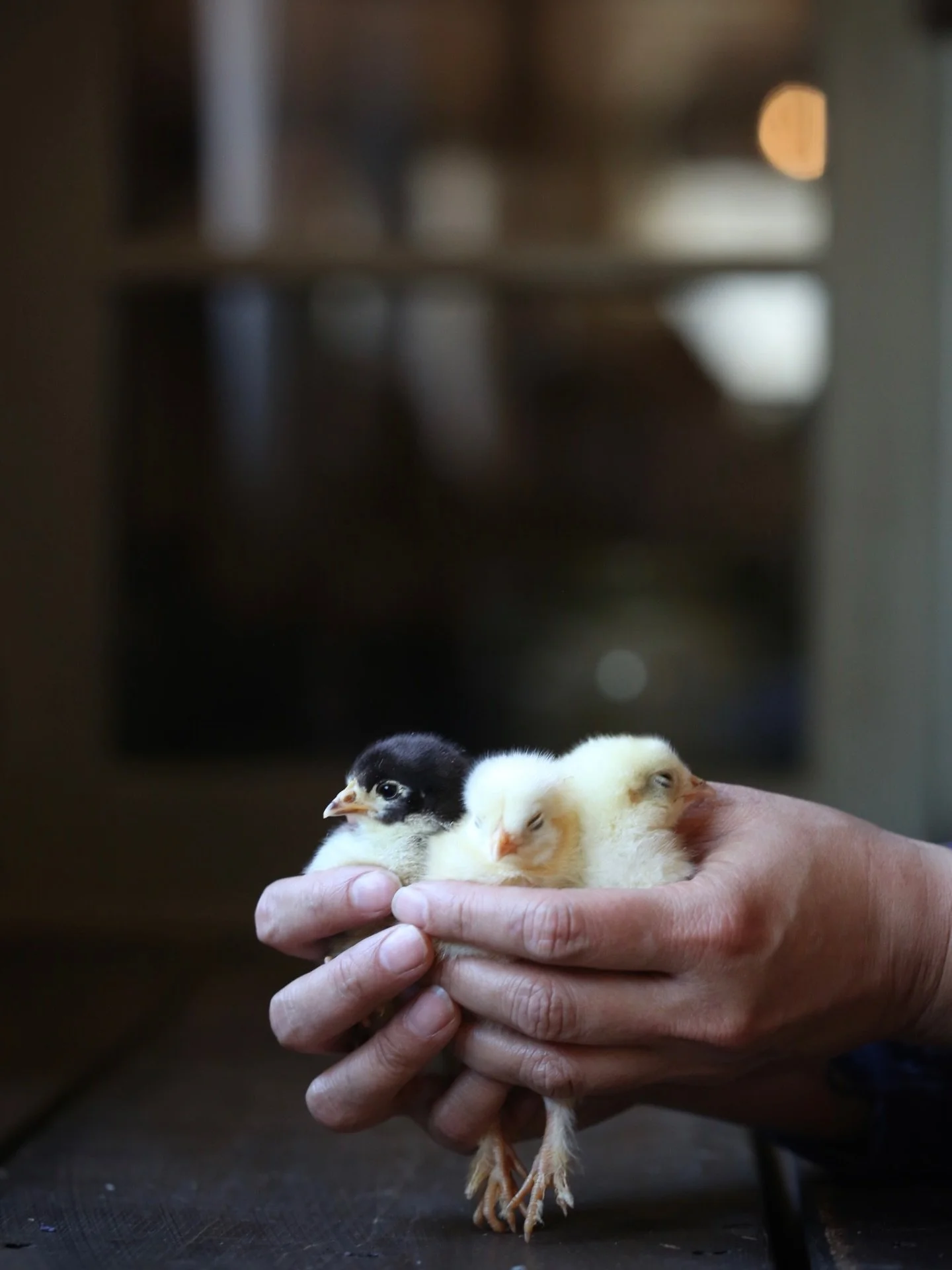 I wanted three of the same breed of chicks this year, like a field of one flower. But there was one orphan, a Chocolate Orpington, and damn, she was like that volunteer Chocolate Dara that pops up everywhere and just belongs. Meet Dara, Patches &amp;