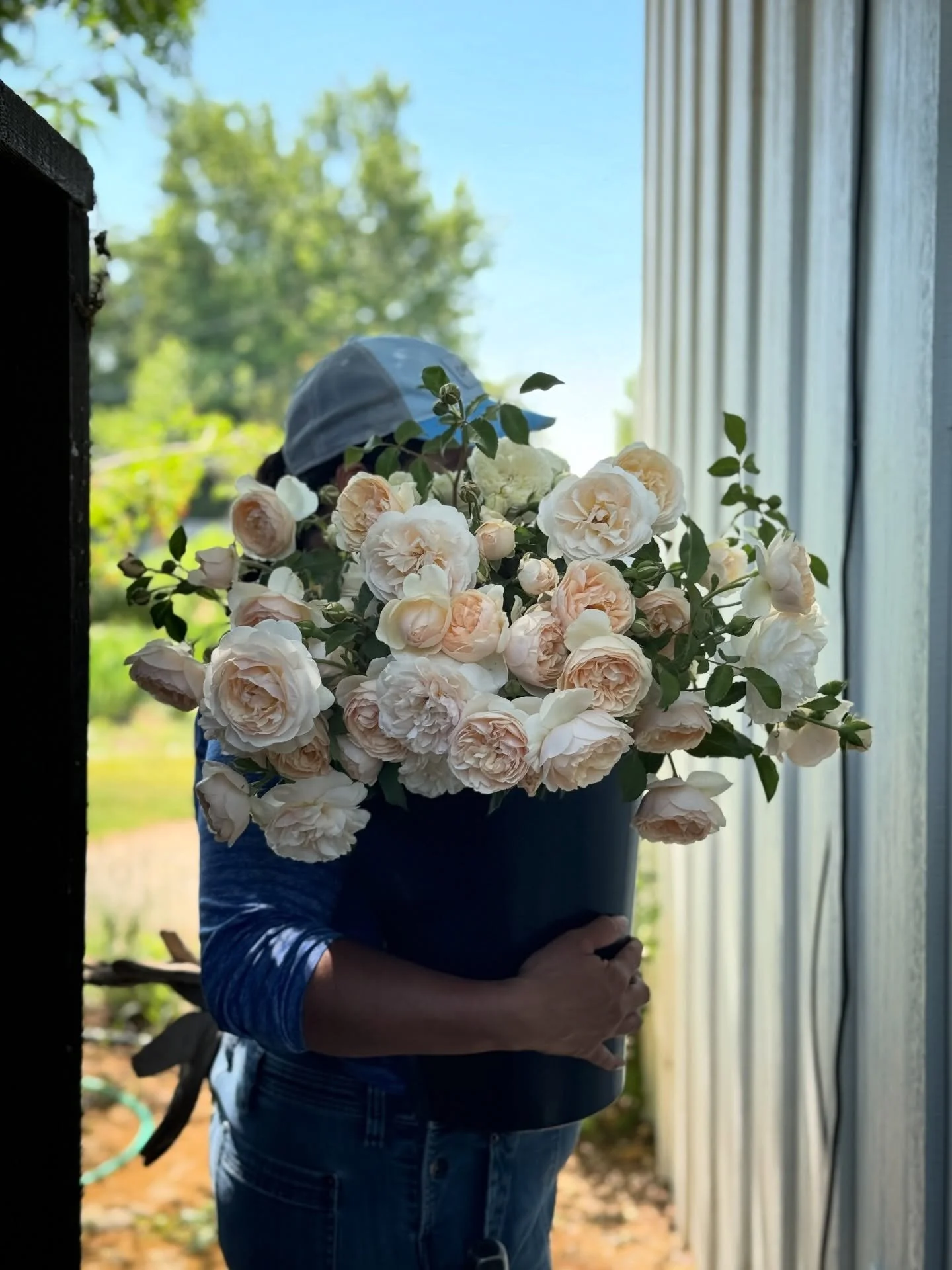 Sara told me she pruned her roses early. After all, they are budding with this 80 degree weather in March. Neighbors are texting, stopping by randomly, all waiting for me to make a move. It seems like they&rsquo;re looking for my permission, or they 