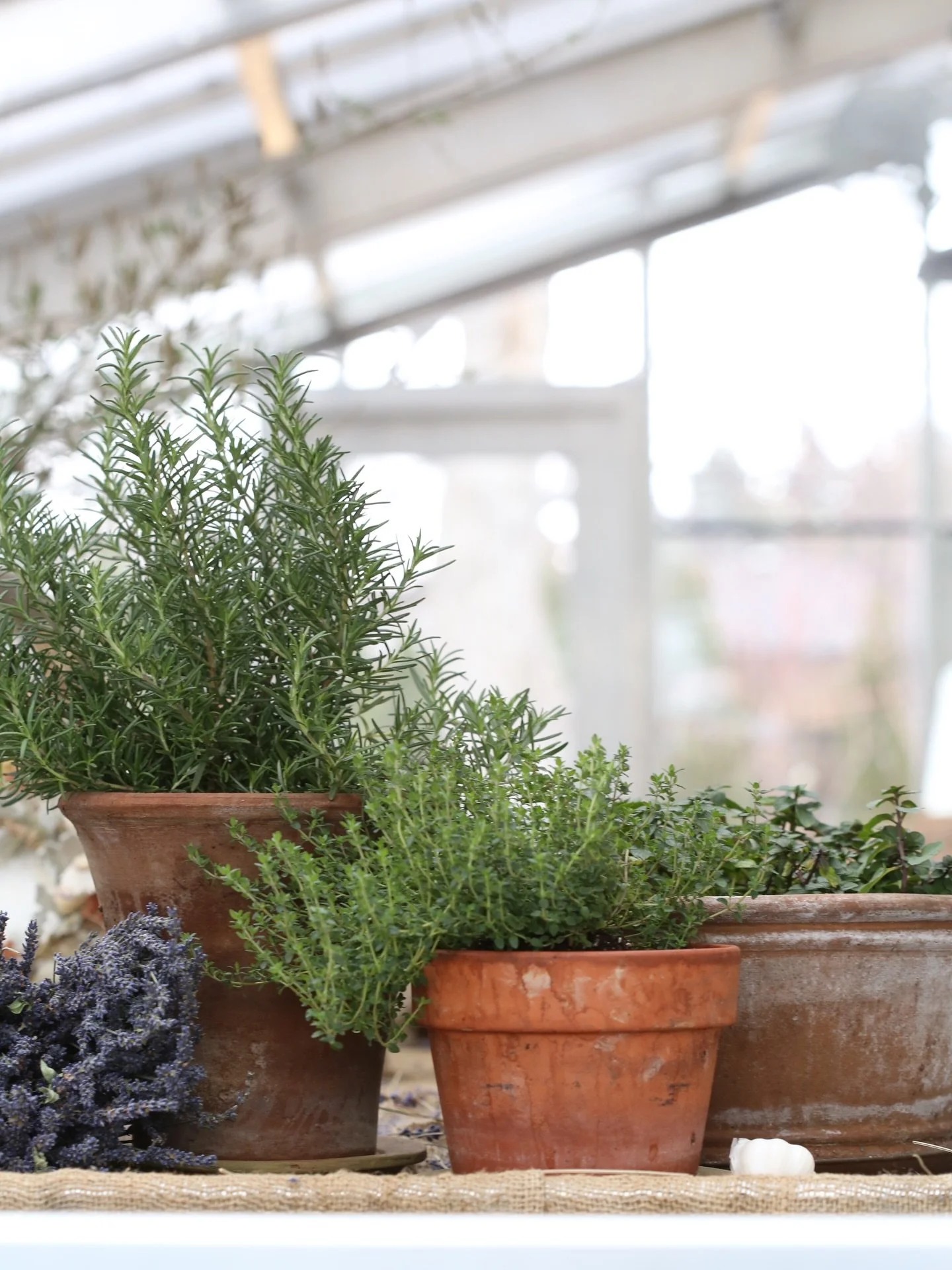 From my kitchen to the greenhouse, I&rsquo;m reaching for herbs to support everything from a minor sniffling nose to now treating aphids. Garlic has been used here in the fields for years with very much success in keeping pest pressure manageable, an