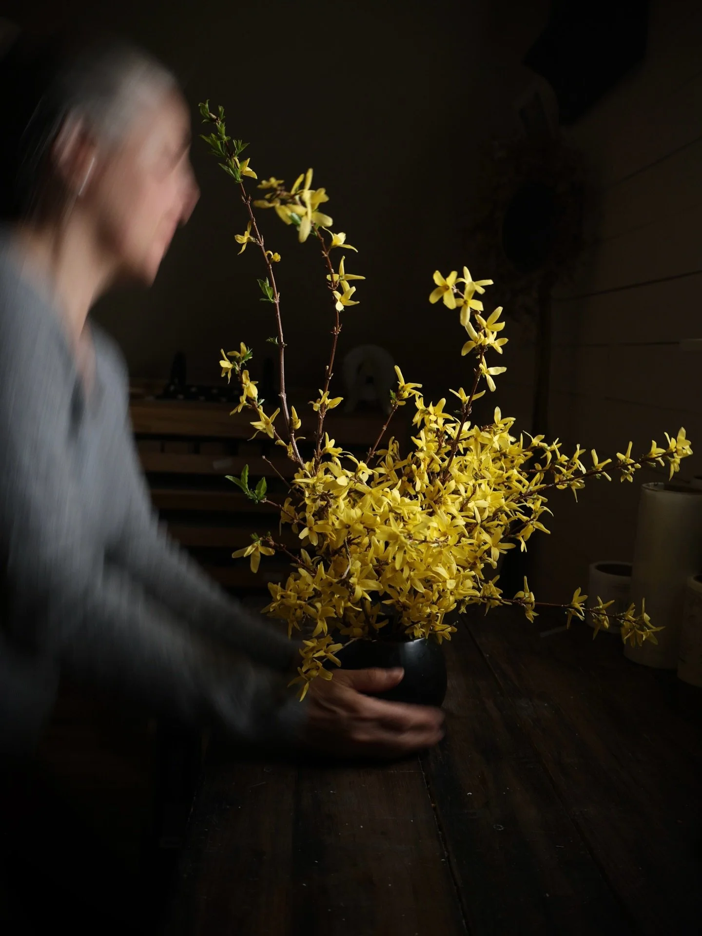 Motion because April is anything but still.  Forsythia &rsquo;Showoff&rsquo; and a few others shots from around the farm. Crabapples, Redbuds, Serviceberry, lilacs, and hellebore all blooming at the same time. #spring #garden