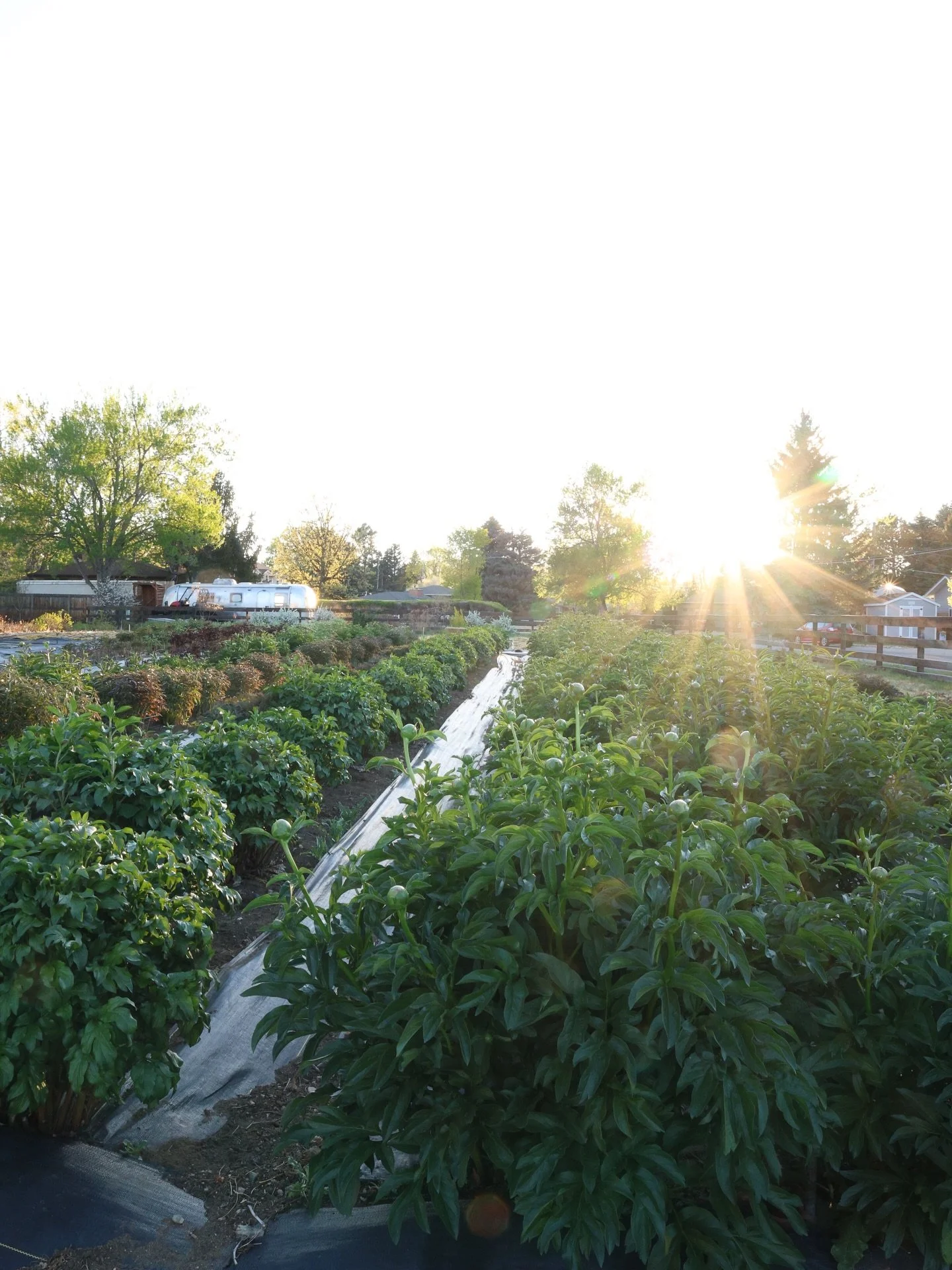 The peonies sure looked beautiful last night. With a snow storm coming in, I wanted to document everything. Growing in Colorado we&rsquo;re used to extremes but it&rsquo;s never easy to sleep before a storm. They&rsquo;re fine in the cold, fingers cr