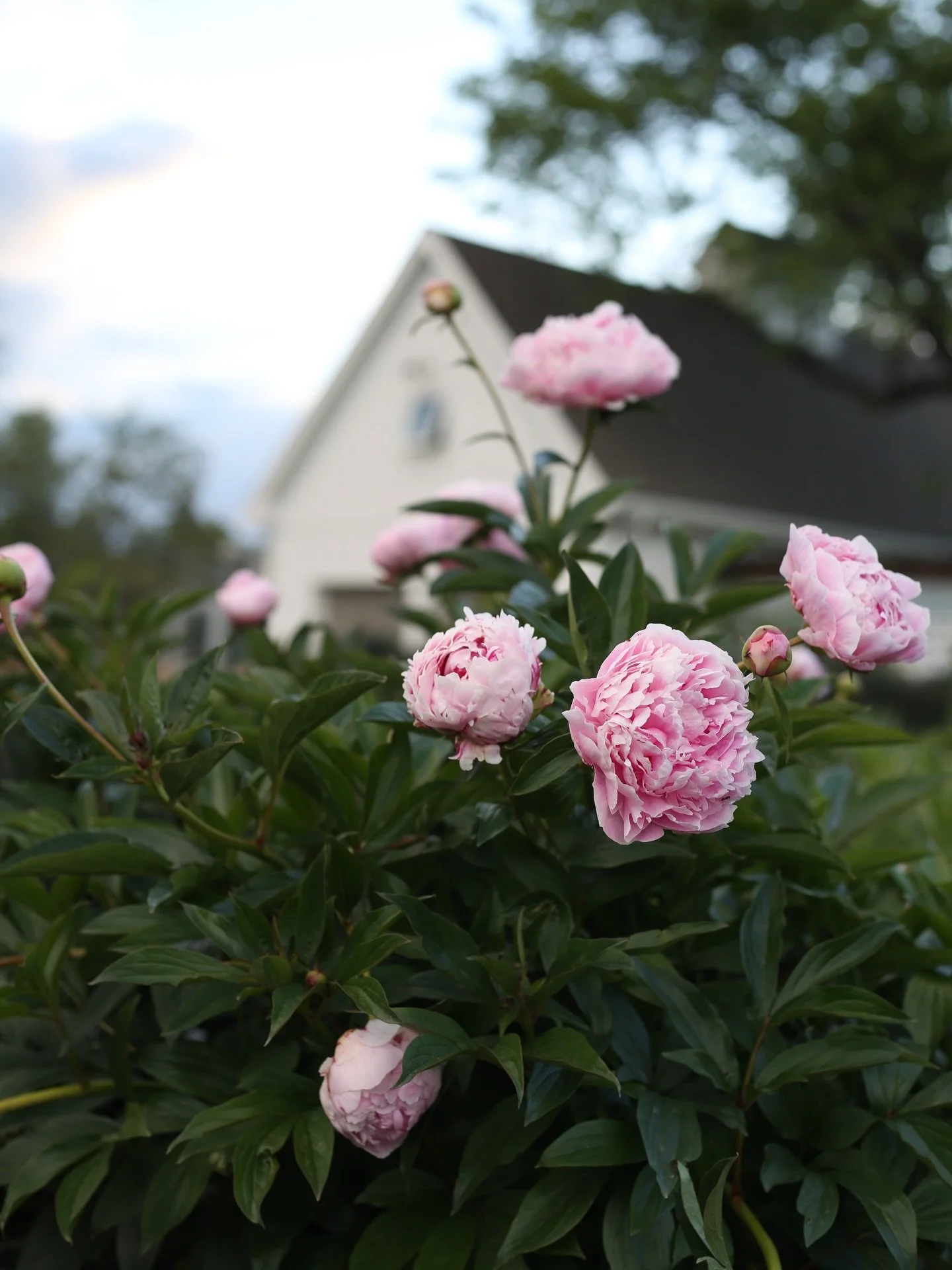 Peonies bloom fast and are normally cut when they are in buds so we don&rsquo;t get to enjoy them in the garden, but this year we have a retreat next week so we are leaving some of them for guests to cut.  It&rsquo;s refreshing to see them open&mdash