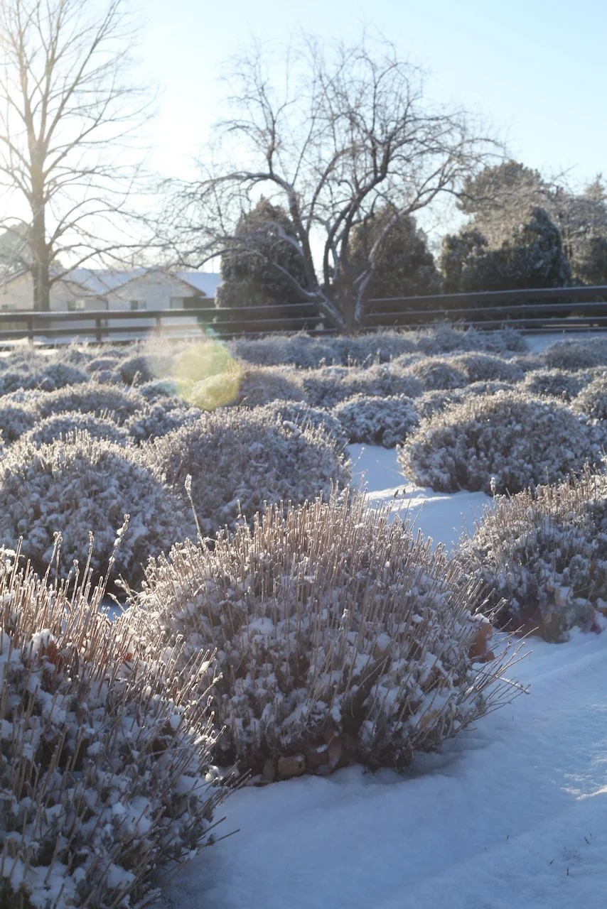 Winter_Lavender.jpeg