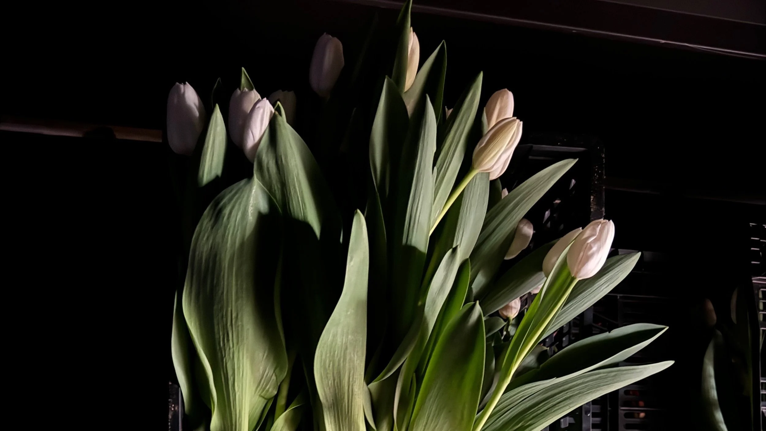 My Groundhog Prediction