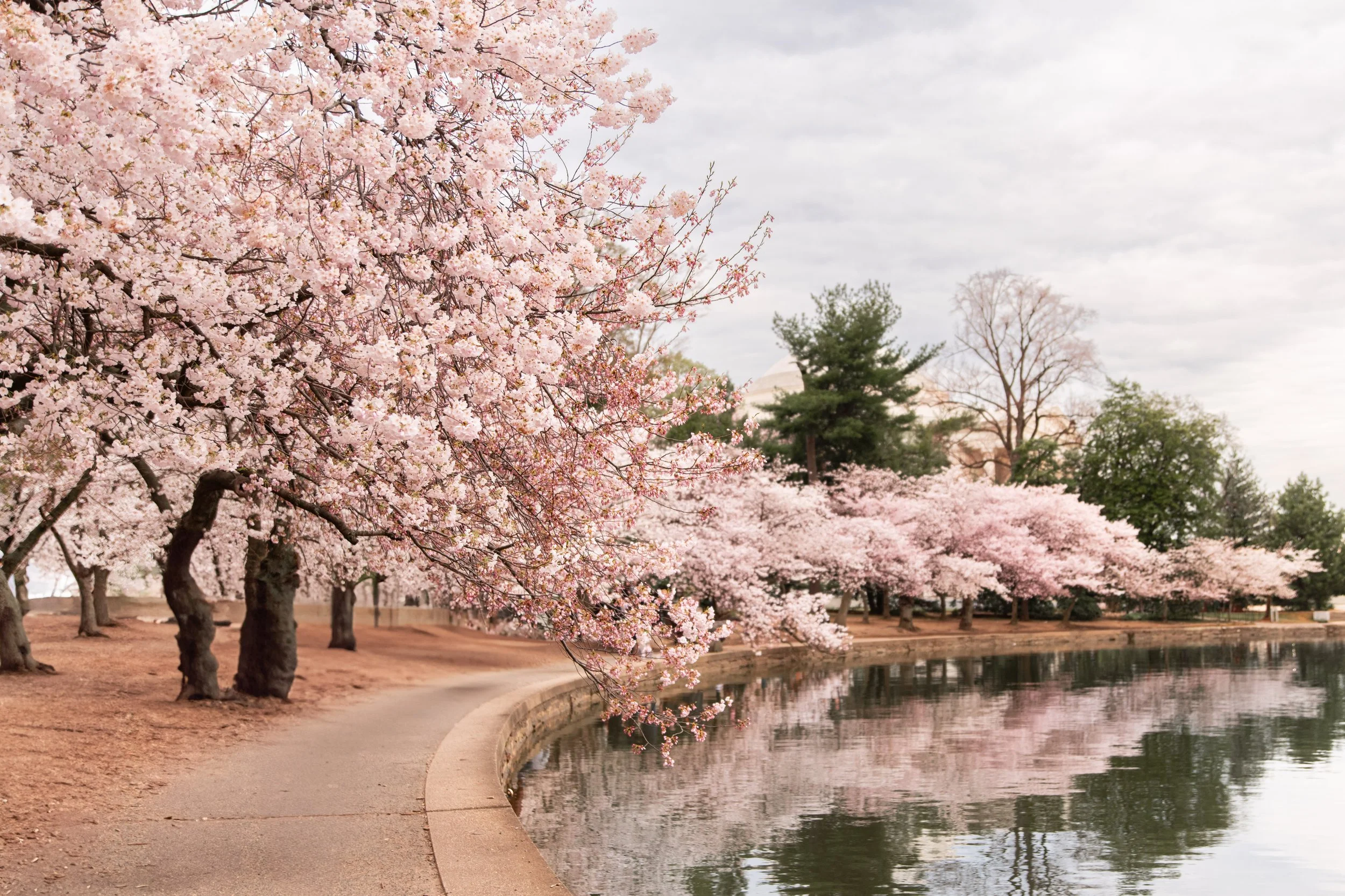 Washington DC Cherry Blossom Festival