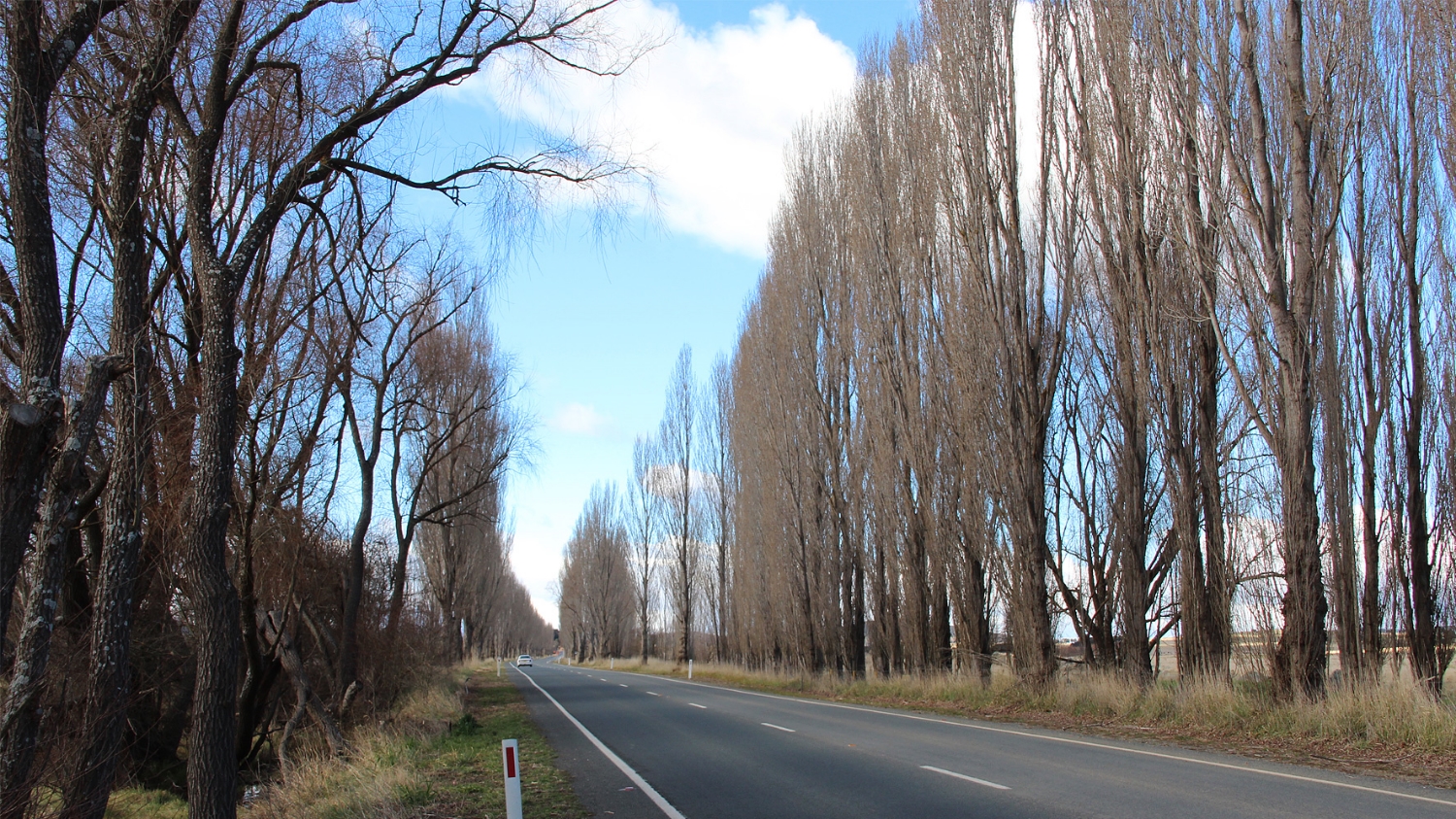 Kings Highway VIA + Tree Management Plan
