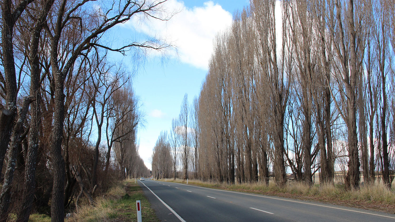 avenue-of-Lombardy-Poplars.jpg