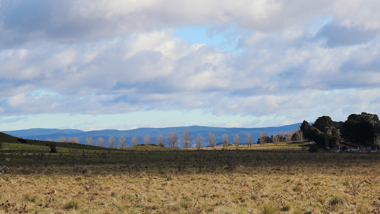 the-roadside-trees-form-a-distinctive-element.jpg
