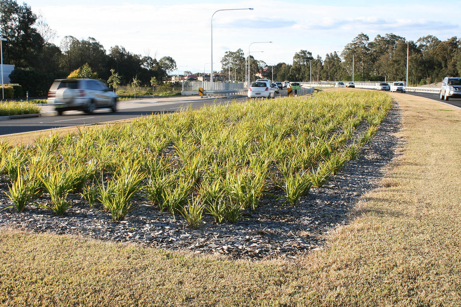 planting with the median.jpg