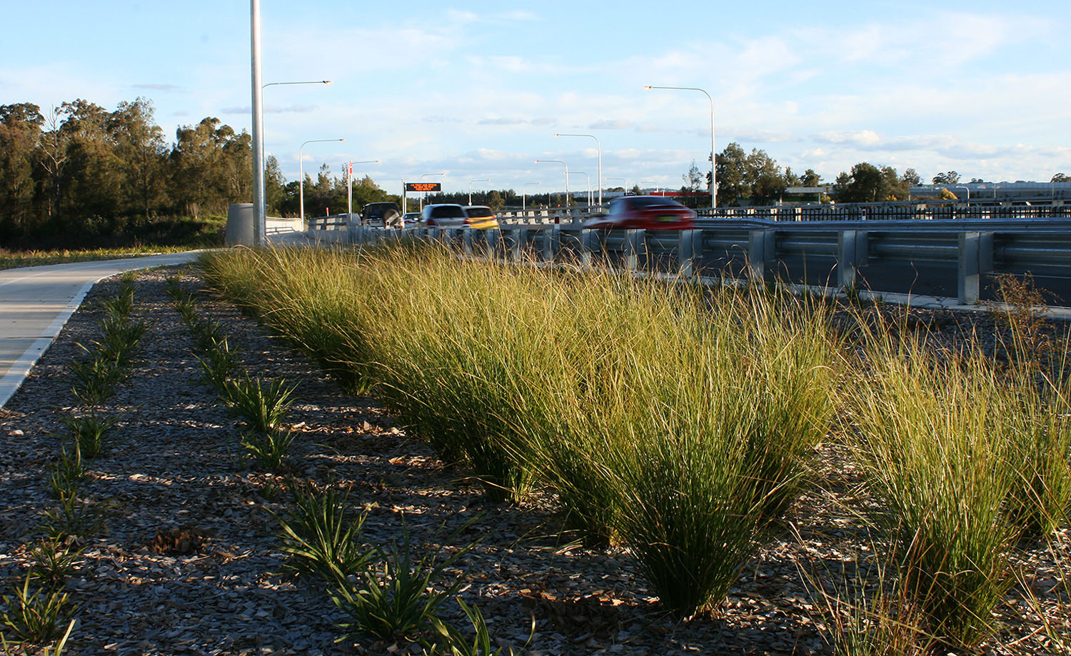 roadside planting 2.jpg