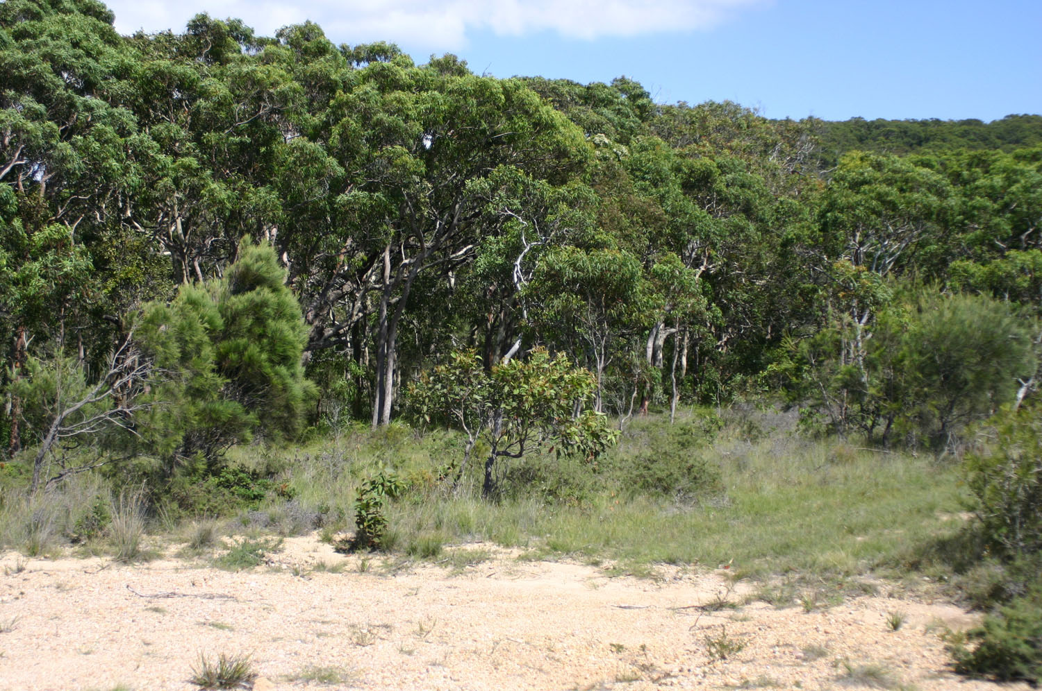 woodland vegetation.JPG