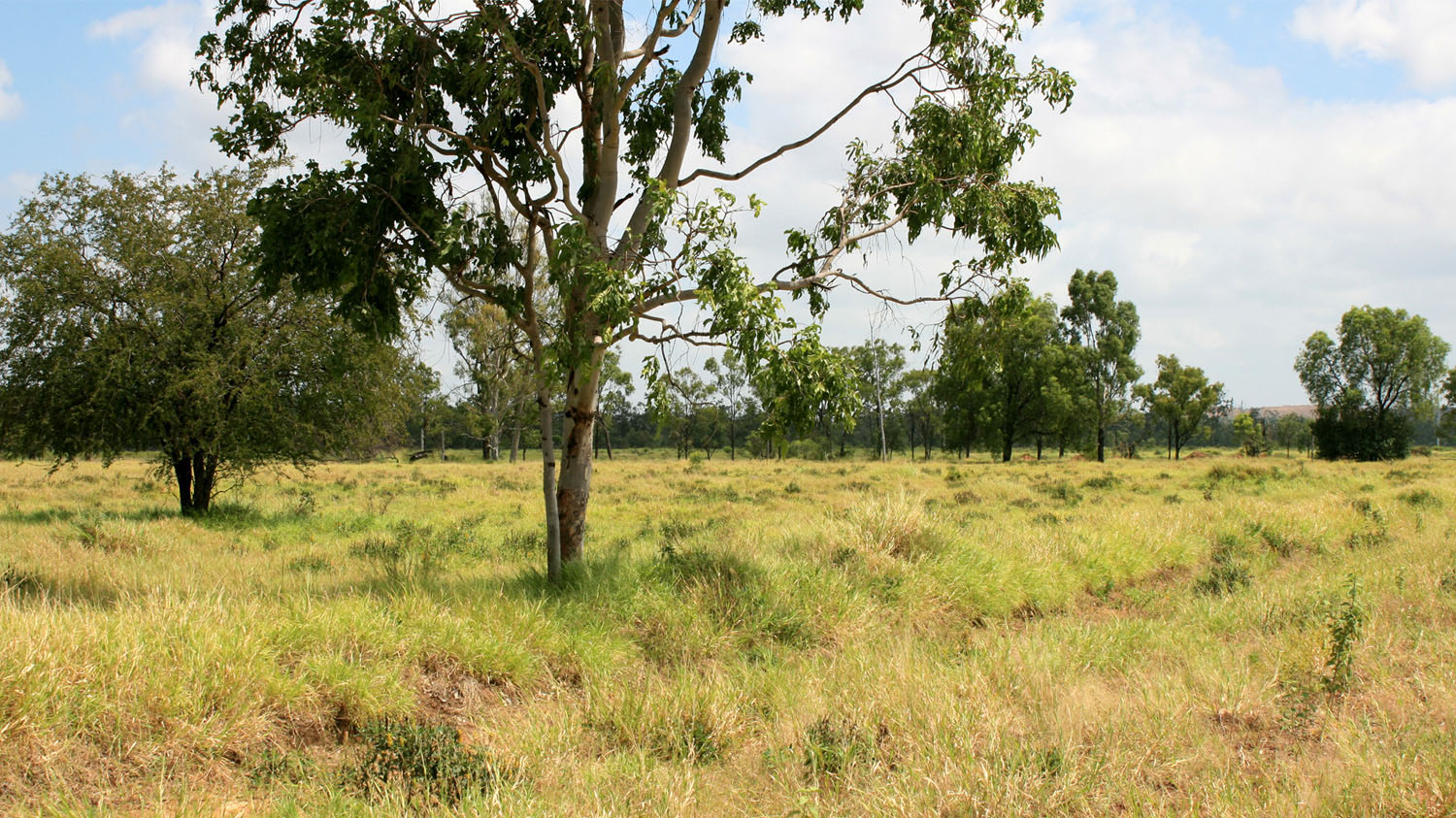 view-towards-Goonyella-Mine-overburden.jpg