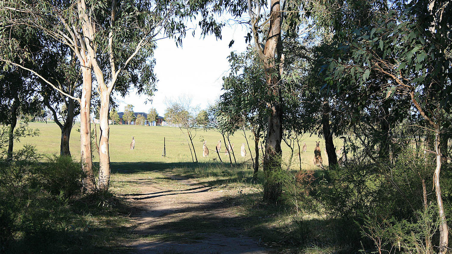 wildlife-along-the-proposed-walking-track-route.jpg