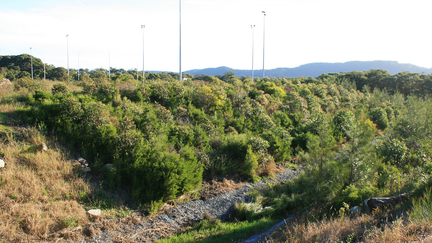 revegetated slopes of central drainage way + playing fields beyond.jpg