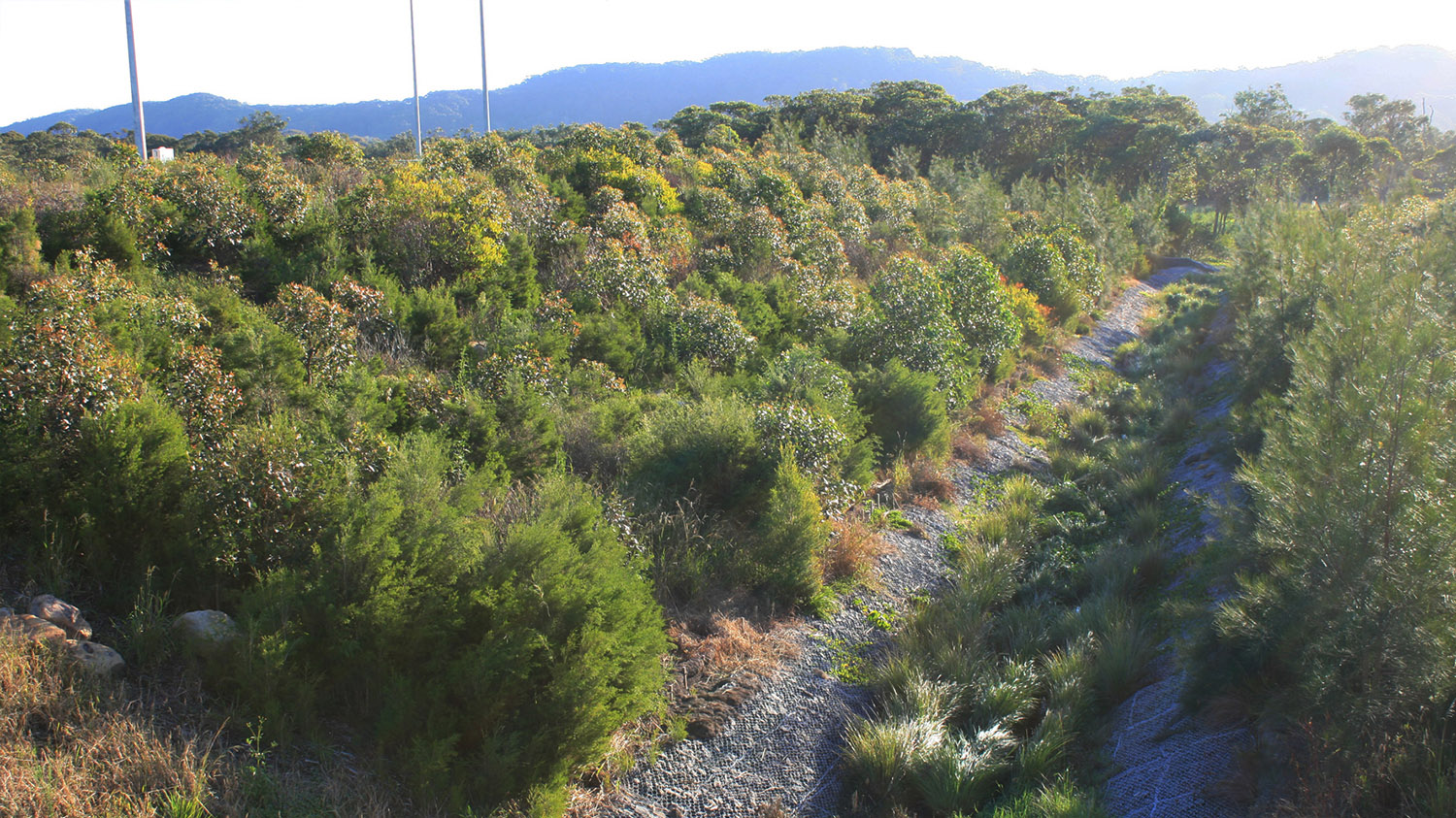 revegetated slopes of central drainage way.jpg