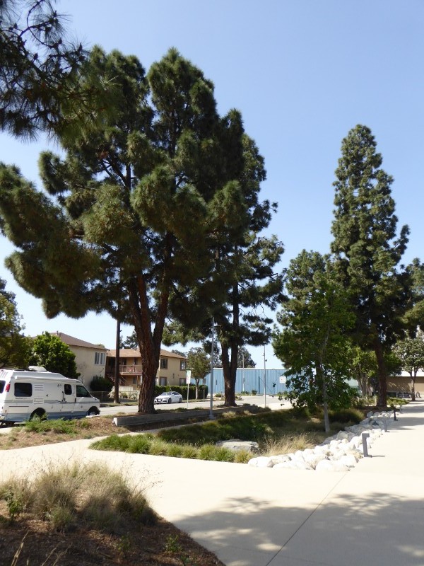 Pine trees retained + new rain garden 