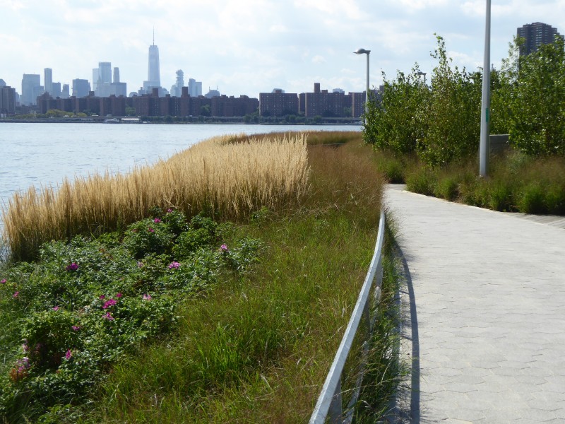 Native grasses adjoining Newtown Creek 