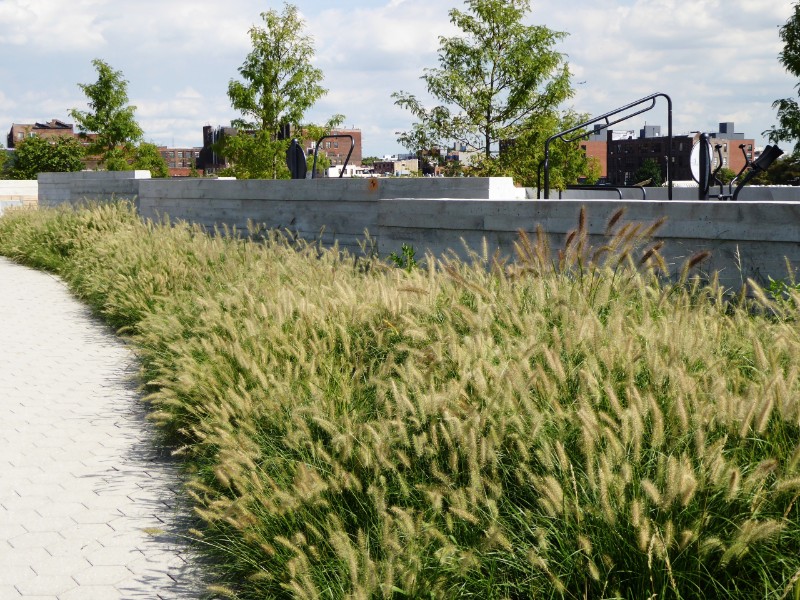 Native grasses adjoining upper terrace