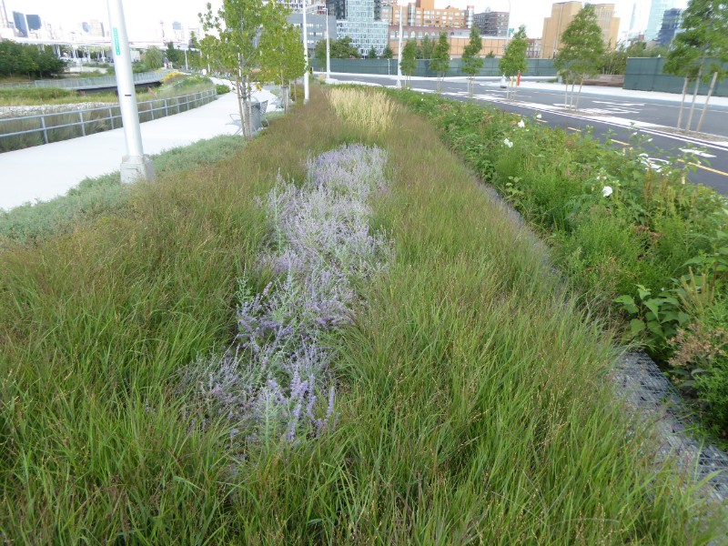 Planting along drainage swale between road &amp; path