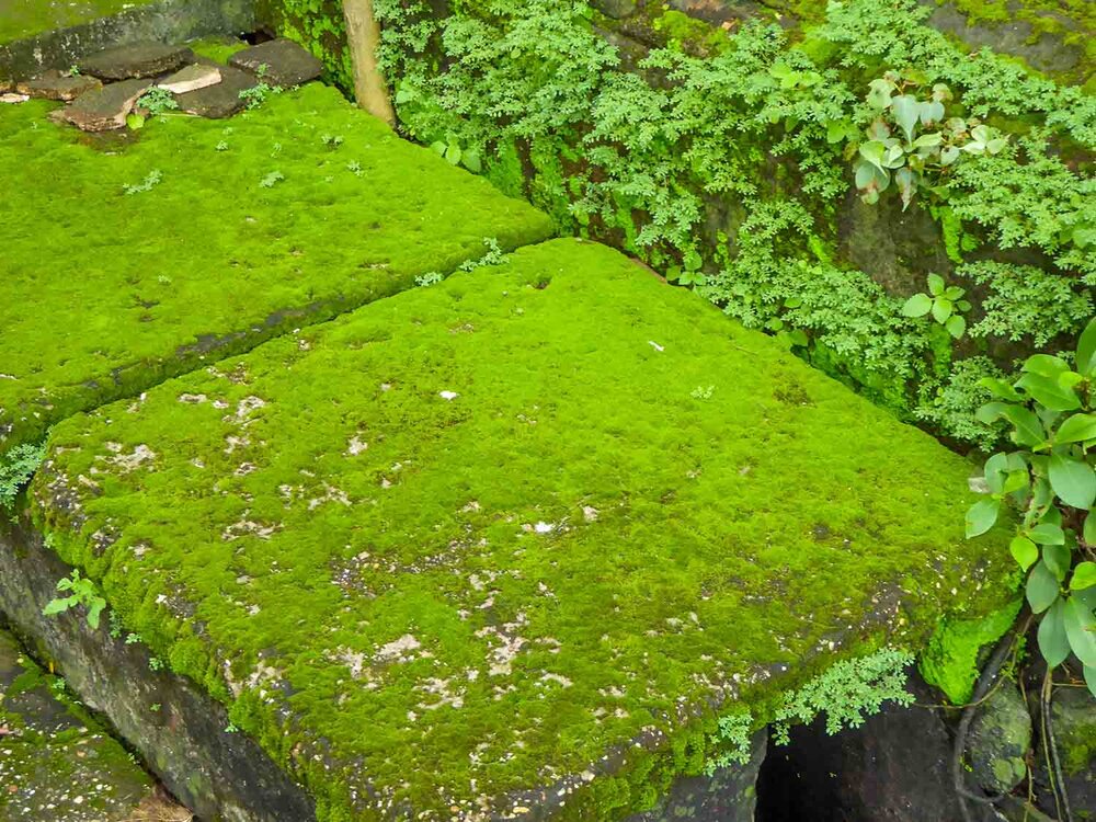 Moss on top of drain cover