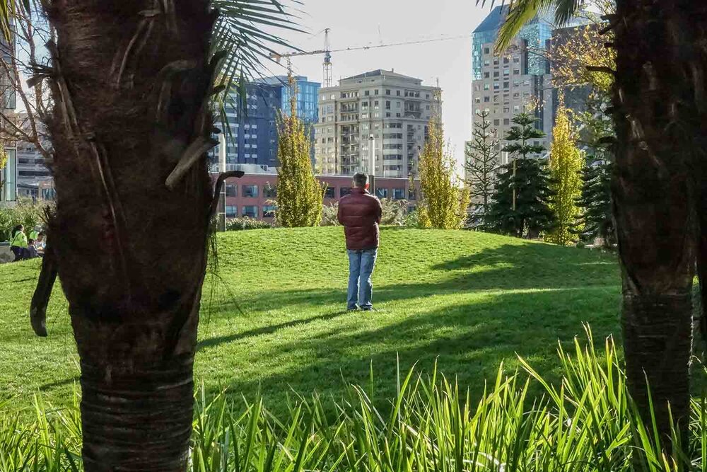 Grass mounds &amp; palms