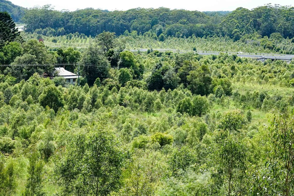 View east across Koala habitat tree planting on both sides of the highway