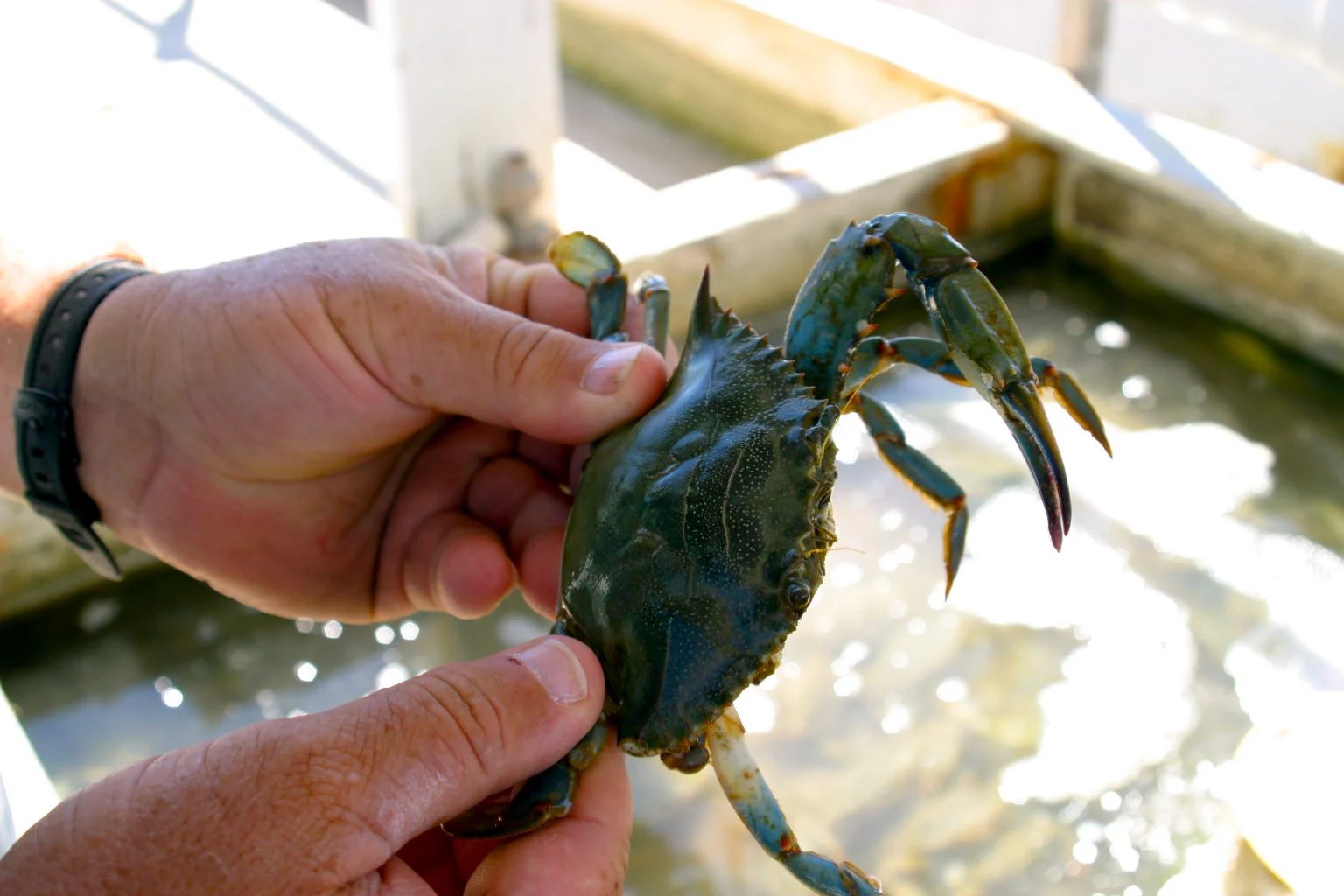 For Tangier Island Watermen, An Accent Remains While They Disappear
